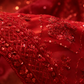 "The Persian Red" Premium Designer Saree